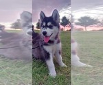 Small Photo #4 Siberian Husky Puppy For Sale in OLIVE BRANCH, MS, USA