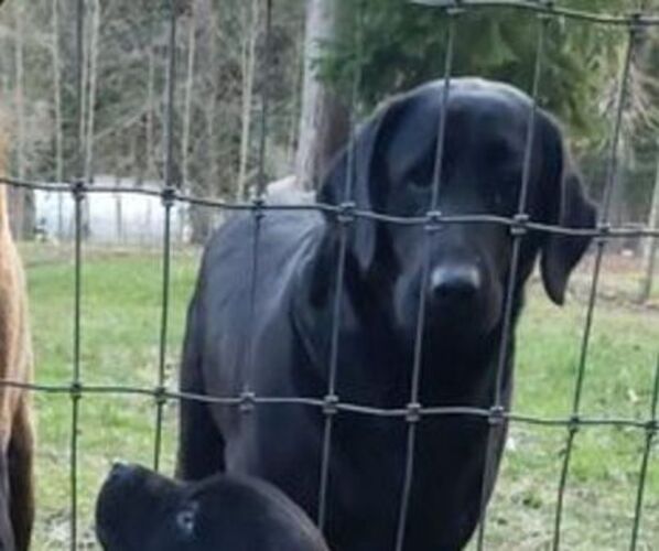 Medium Photo #1 Labrador Retriever Puppy For Sale in OLYMPIA, WA, USA