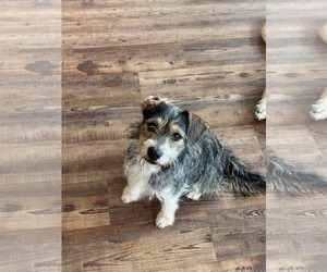 Lucky *MEET ME* - Female Mutt Dog for Adoption - Photo #3