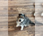 Small Photo #3 Mutt Puppy For Sale in Wakefield, RI, USA