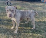 Small Photo #1 American Bully Puppy For Sale in TRENTON, NJ, USA