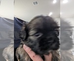 Puppy Stella Shih Tzu