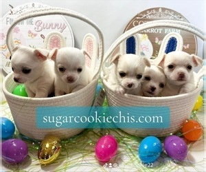Chihuahua Litter for sale in ROWLETT, TX, USA