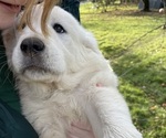 Small Photo #11 Akbash-Great Pyrenees Mix Puppy For Sale in RIDGEFIELD, WA, USA