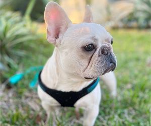 French Bulldog Puppy for sale in MIAMI, FL, USA