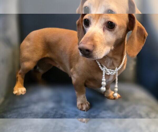 Medium Photo #5 Dachshund Puppy For Sale in Shelbyville, TN, USA
