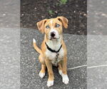 Small #20 Labrador Retriever Mix