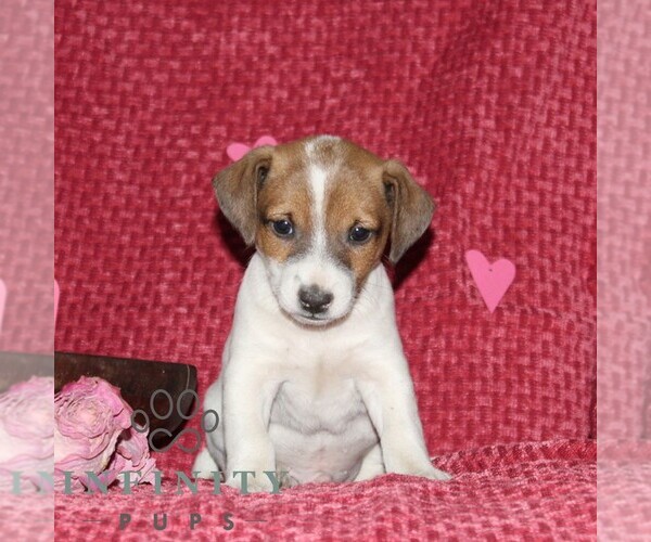 Medium Photo #3 Jack Russell Terrier Puppy For Sale in KIRKWOOD, PA, USA