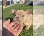 Small Photo #5 French Bulldog Puppy For Sale in DETROIT, MI, USA
