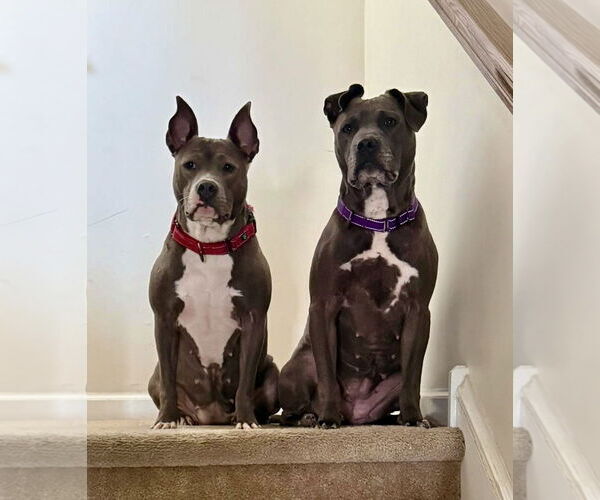 Medium Photo #19 Mutt Puppy For Sale in Mount Laurel, NJ, USA