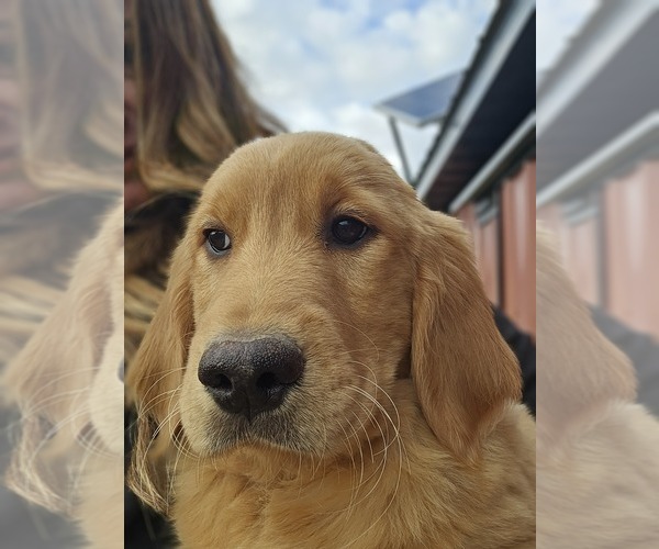 Medium Photo #3 Golden Retriever Puppy For Sale in NILES, MI, USA