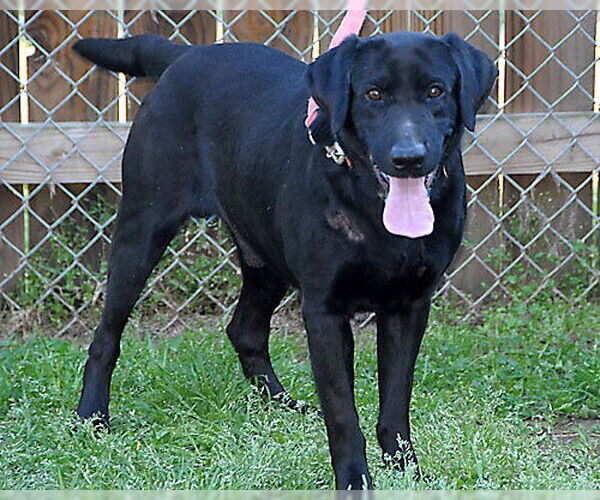 Medium Photo #1 Labrador Retriever Puppy For Sale in Lake Wylie, SC, USA