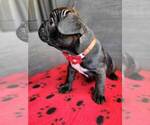 Small Photo #6 French Bulldog Puppy For Sale in FONTANA, CA, USA