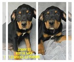 Small #6 Rottweiler Mix