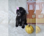 Small Photo #7 Poodle (Miniature) Puppy For Sale in INDIANAPOLIS, IN, USA