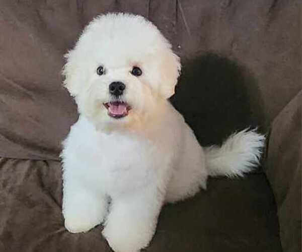 Medium Photo #2 Bichon Frise Puppy For Sale in WAYLAND, MI, USA