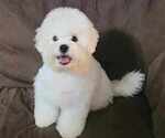 Small #1 Bichon Frise