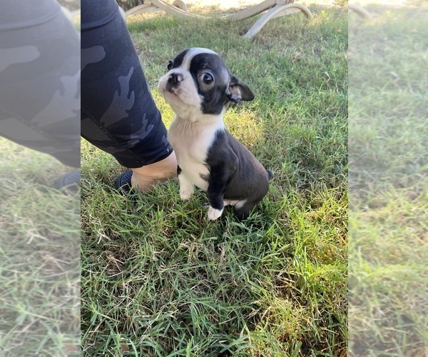 Medium Photo #3 Boston Terrier Puppy For Sale in FREDONIA, KS, USA