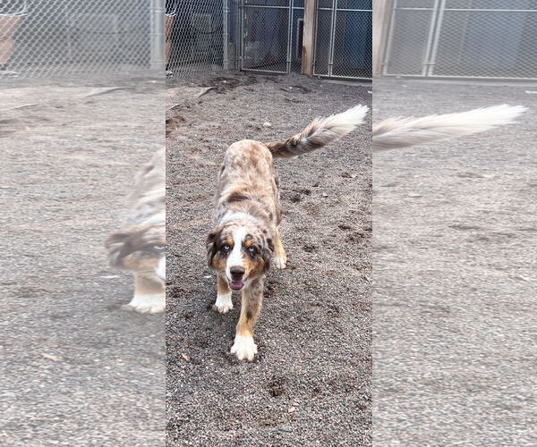 Medium Photo #3 Australian Shepherd-Unknown Mix Puppy For Sale in Webster, WI, USA