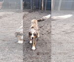 Small #2 Australian Shepherd Mix