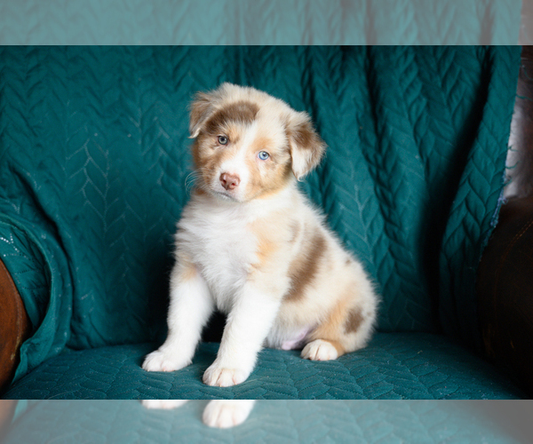 Medium Photo #1 Australian Shepherd Puppy For Sale in ROCKY MOUNT, VA, USA