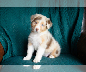 Australian Shepherd Puppy for sale in ROCKY MOUNT, VA, USA