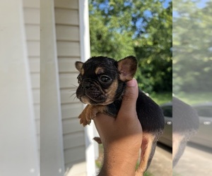 French Bulldog Puppy for sale in GRIFFIN, GA, USA