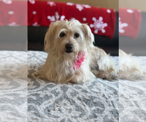 Medium Photo #2 Maltese-Unknown Mix Puppy For Sale in Phoenix, AZ, USA