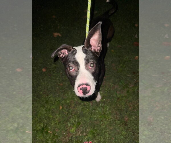 Medium Photo #3 American Pit Bull Terrier-Unknown Mix Puppy For Sale in Germantown, OH, USA