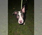 Small #2 American Pit Bull Terrier Mix