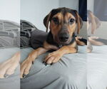 Small Photo #10 Mutt Puppy For Sale in Oak Bluffs, MA, USA