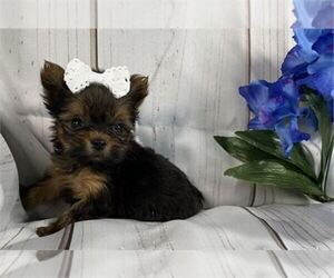 Yorkshire Terrier Puppy for sale in DALLAS, TX, USA