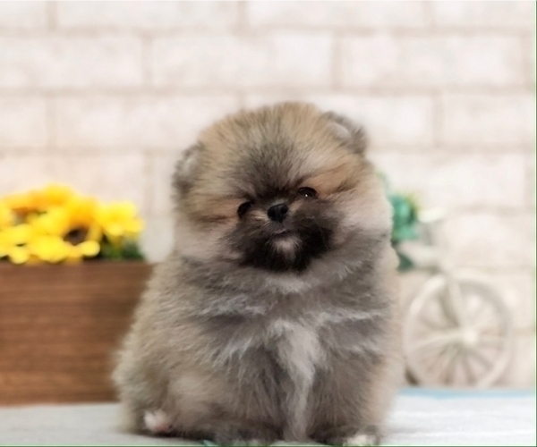 Medium Photo #10 Pomeranian Puppy For Sale in MIAMI, FL, USA