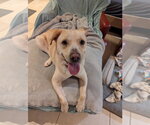 Small #2 Mutt