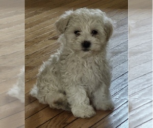Havanese Puppy for sale in PITTSFORD, NY, USA