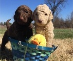 Small Photo #6 Goldendoodle Puppy For Sale in MAYFIELD, KY, USA