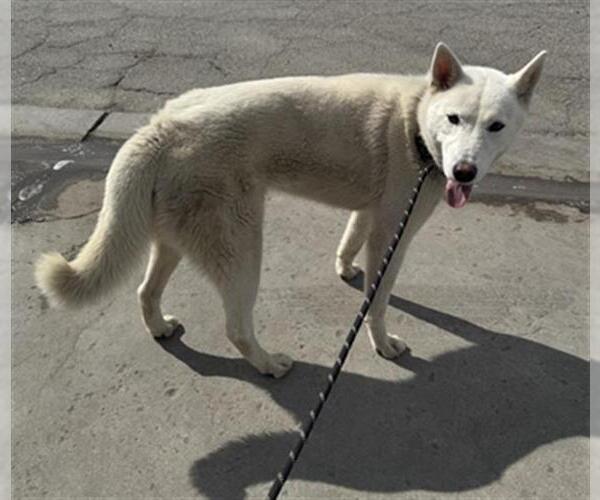 Medium Photo #1 Siberian Husky Puppy For Sale in Bakersfield, CA, USA
