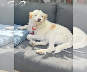 Benji - Adopt Me! - Male Mutt Dog for Adoption - Photo #8