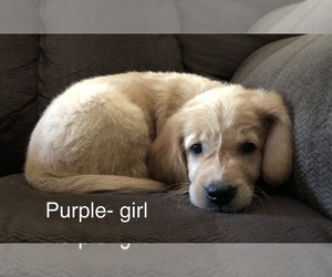 Golden Retriever Puppy for sale in EUSTACE, TX, USA