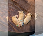 Small #17 English Cream Golden Retriever