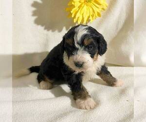 Bernedoodle-Poodle (Miniature) Mix Puppy for sale in FT PLAIN, NY, USA