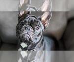 Small Photo #1 French Bulldog Puppy For Sale in LONGS, SC, USA