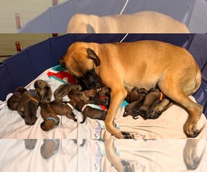 Boerboel-Mastiff Mix Puppy for sale in KANE, PA, USA