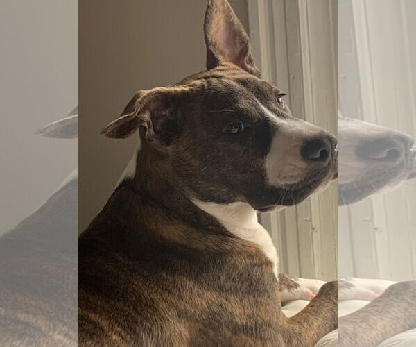 Medium Photo #13 American Pit Bull Terrier-Mountain Cur Mix Puppy For Sale in Oakhurst, NJ, USA