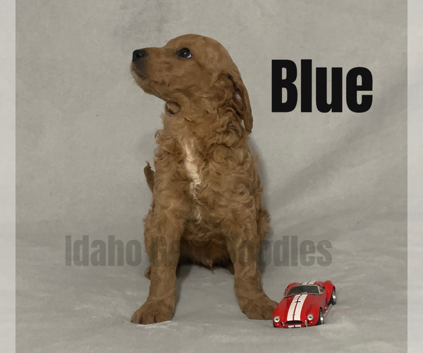 Medium Photo #12 Goldendoodle Puppy For Sale in HOMEDALE, ID, USA
