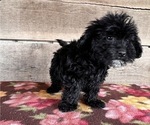 Small Photo #5 Bernedoodle (Miniature) Puppy For Sale in VERMONTVILLE, MI, USA