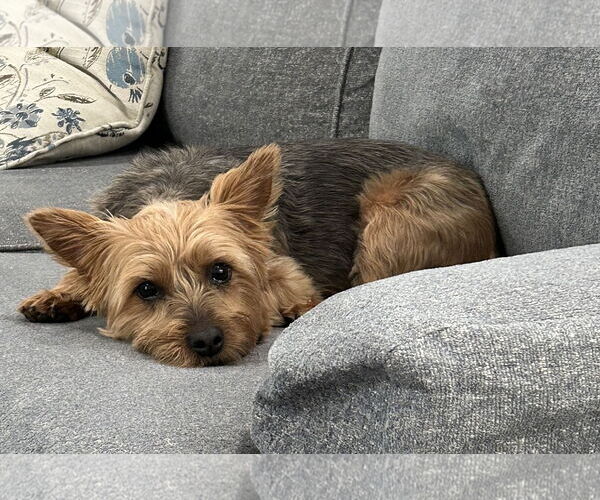 Medium Photo #5 Mutt Puppy For Sale in Allentown,, PA, USA