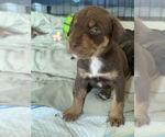 Small #1 Border-Aussie