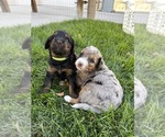 Small Photo #25 Bernedoodle (Miniature) Puppy For Sale in HELPER, UT, USA