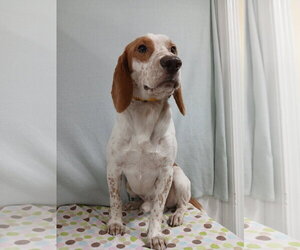 Elroy *Available Soon* - Male Beagle Dog for Adoption - Photo #4